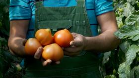 Минсельхоз увеличил квоту на поставки турецких томатов до 200 тыс. тонн